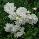 3 Plant White Drift Groundcover Rose Live Plant KD001
