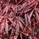 1 Plant Inaba Shidare Weeping Japanese Maple Live Plant KD001