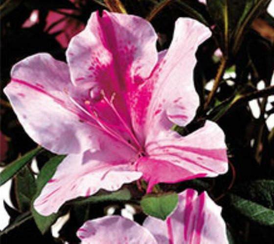 1 Plant Autumn Twist Encore Azalea Live Plant KD001
