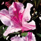 1 Plant Autumn Twist Encore Azalea Live Plant KD001