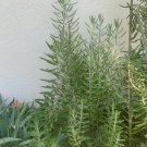 1pcs Plant Millions Mothers of Thousands Alligator Live Plant 2 Feet Succulent, Kalanchoe KD003