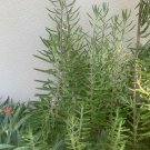 3pcs Plant Millions Mothers of Thousands Alligator Live Plant 2 Feet Succulent, Kalanchoe KD003