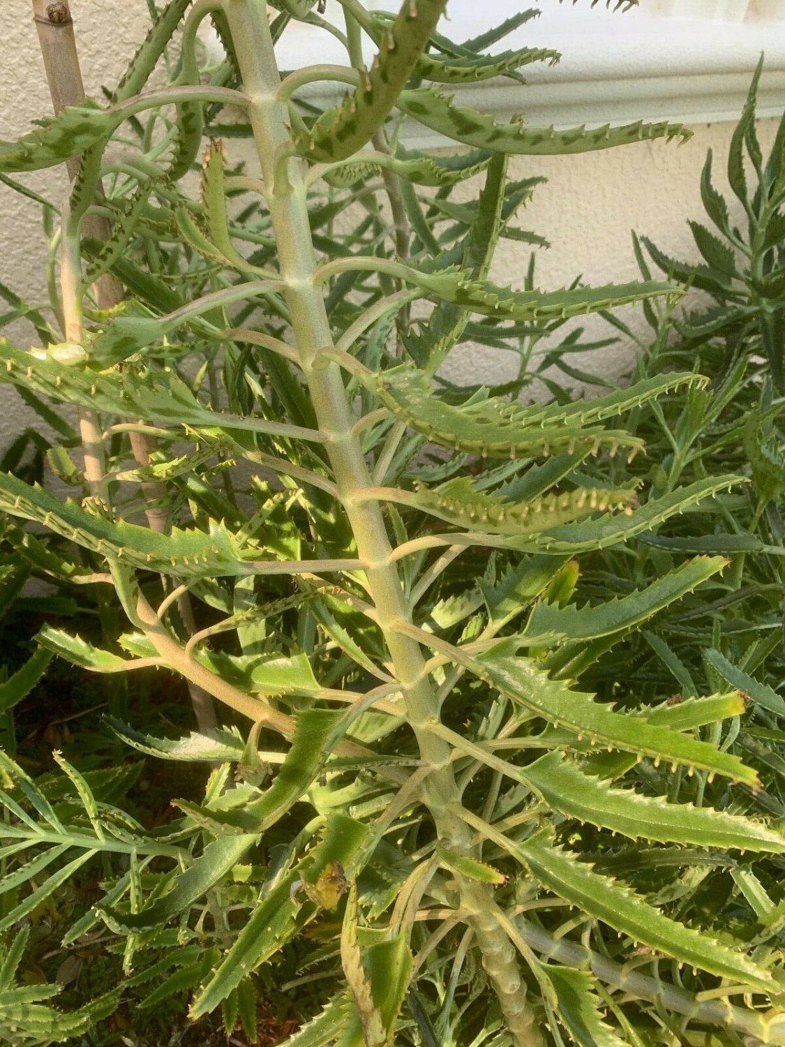 4 Feet Succulent, Kalanchoe KD003 (2pcs Plant Millions Mothers of Thousands Alligator Live Plant)