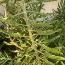 3pcs Plant Millions Mothers of Thousands 3 Feet Succulent, Kalanchoe KD003 Alligator Live Plant)