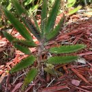 1pcs Plant Alligator Plant Mother Of Millions Thousands Succulents Herbal Treatment 5" Tall KD003