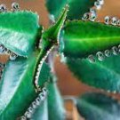 1pcs Plant Millions Mothers of Thousands Alligator Live Plant 1 Foot Succulent, Kalanchoe KD003