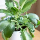 3pcs Plant Millions Mothers of Thousands Alligator Live Plant 1 Foot Succulent, Kalanchoe KD003