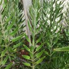 Plant 30 Mature with Flowers Aranto Alligator Plant Mother Of Thousands Plants KD003