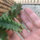 3 Plant Lifesaver Plant Huernia confusa Phillips Zebrina Starfish Cactus Owl's Eye Organ KD003