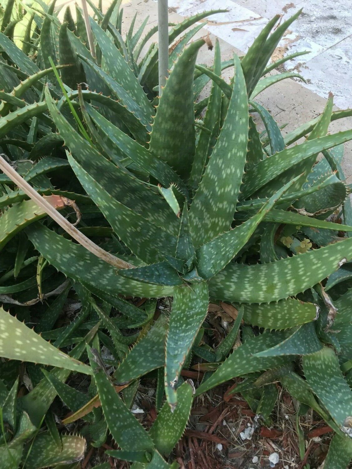 2 Plant Grown Aloe Vera Plant Succulent Real Grow Live 8" Flowering Barbadensis KD003