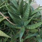 3 Plant Grown Aloe Vera Plant Succulent Real Grow Live 8" Flowering Barbadensis KD003