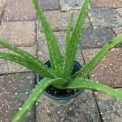 1 Plant Aloe Vera Plant Succulent Real Live 8" Flowering Barbadensis Bare Root KD003