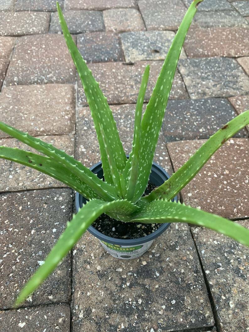 3 Plant Aloe Vera Plant Succulent Real Live 8" Flowering Barbadensis Bare Root KD003