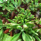 2 Plant Alligator Live Plant 4" Succulent ORGANIC Kalanchoe Bryophyll KD003