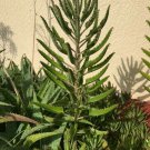 1 Plant Aranto, Alligator Plant, Mother Of Thousands LIVE PLANTS Succulents 18" Tall KD003