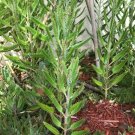 1 Plant Aranto, Alligator Plant, Mother Of Thousands LIVE PLANTS Succulents 18" Tall KD003