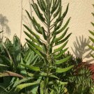 2 Plant Aranto, Alligator Plant, Mother Of Thousands LIVE PLANTS Succulents 18" Tall KD003