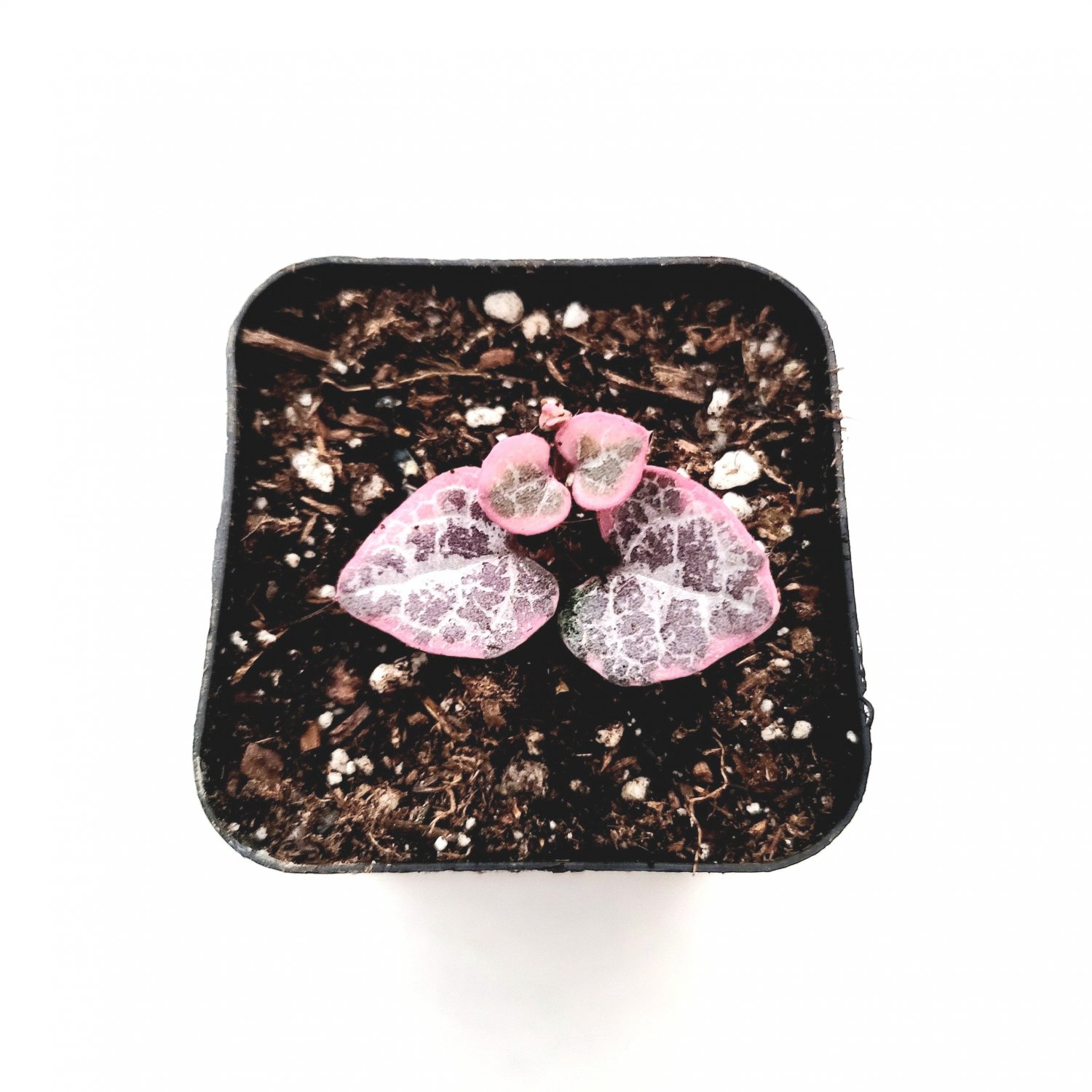 2 Plant Ceropegia woodii Variegated String of Hearts Succulent Plant KD004
