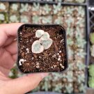 3 Plant Ceropegia woodii Variegated String of Hearts Succulent Plant KD004
