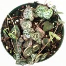 1 Plant Ceropegia woodii String of Hearts Succulent Plant KD004
