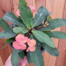 2 Plant Crown of Thorns Euphorbia milii Succulent Plant KD004