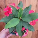 3 Plant Crown of Thorns Euphorbia milii Succulent Plant KD004
