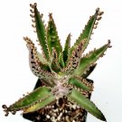 2 Plant Kalanchoe tubiflora 'Mother of Millions' Succulent Plant KD004