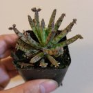 3 Plant Kalanchoe tubiflora 'Mother of Millions' Succulent Plant KD004