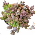 1 Plant String of Watermelons Senecio herreanus Succulent Plant KD004
