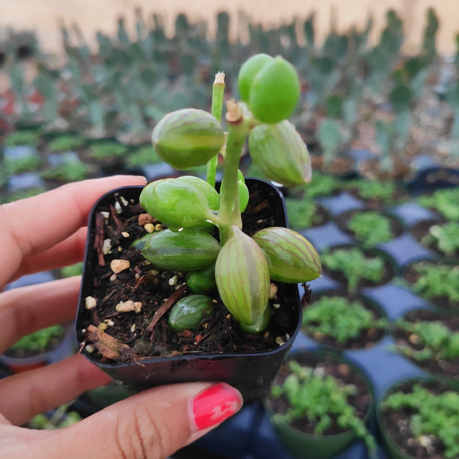 2 Plant String of Watermelons Senecio herreanus Succulent Plant KD004