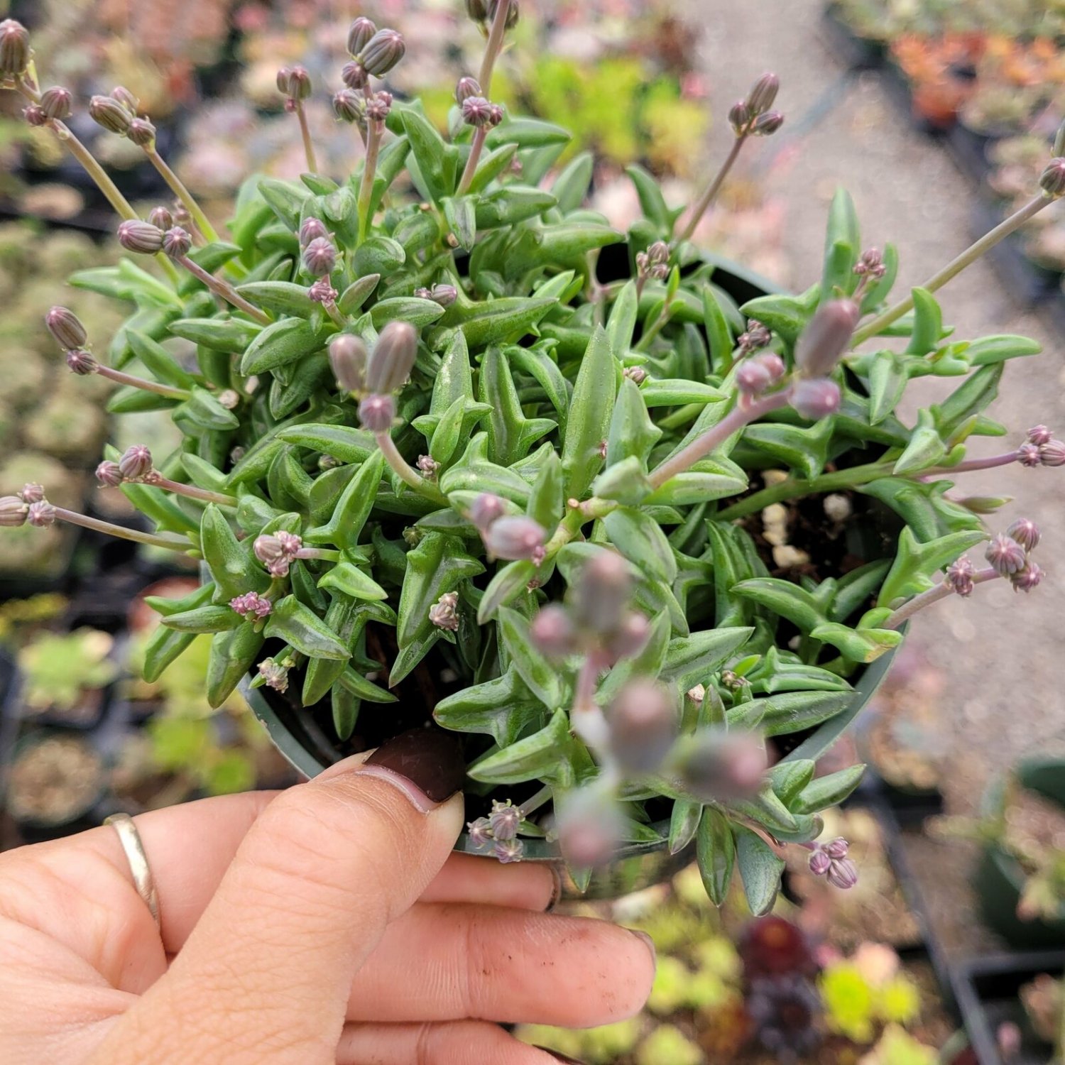 1 Plant String of Dolphins Senecio peregrinus Succulent Plant KD004