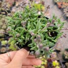 1 Plant String of Dolphins Senecio peregrinus Succulent Plant KD004