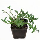2 Plant String of Dolphins Senecio peregrinus Succulent Plant KD004