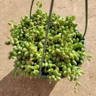 3 Plant String of Dolphins Senecio peregrinus Succulent Plant KD004