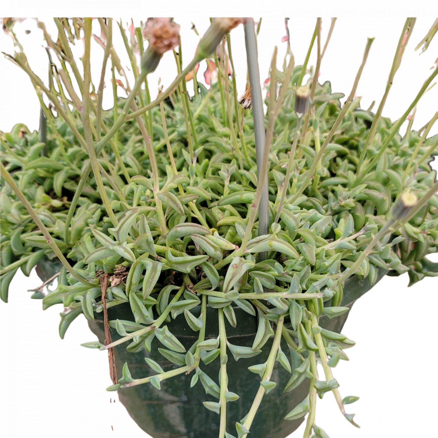 2 Plant Variegated String of Pearls Senecio rowleyanus Succulent Plant KD004