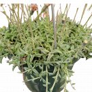 2 Plant Variegated String of Pearls Senecio rowleyanus Succulent Plant KD004