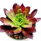 2 Plant Aeonium 'Firecracker' Succulent Plant KD004