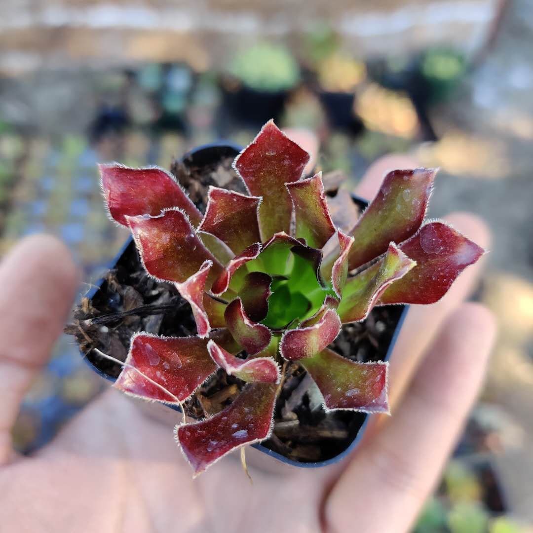 3 Plant Aeonium 'Firecracker' Succulent Plant KD004