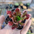 3 Plant Aeonium 'Firecracker' Succulent Plant KD004
