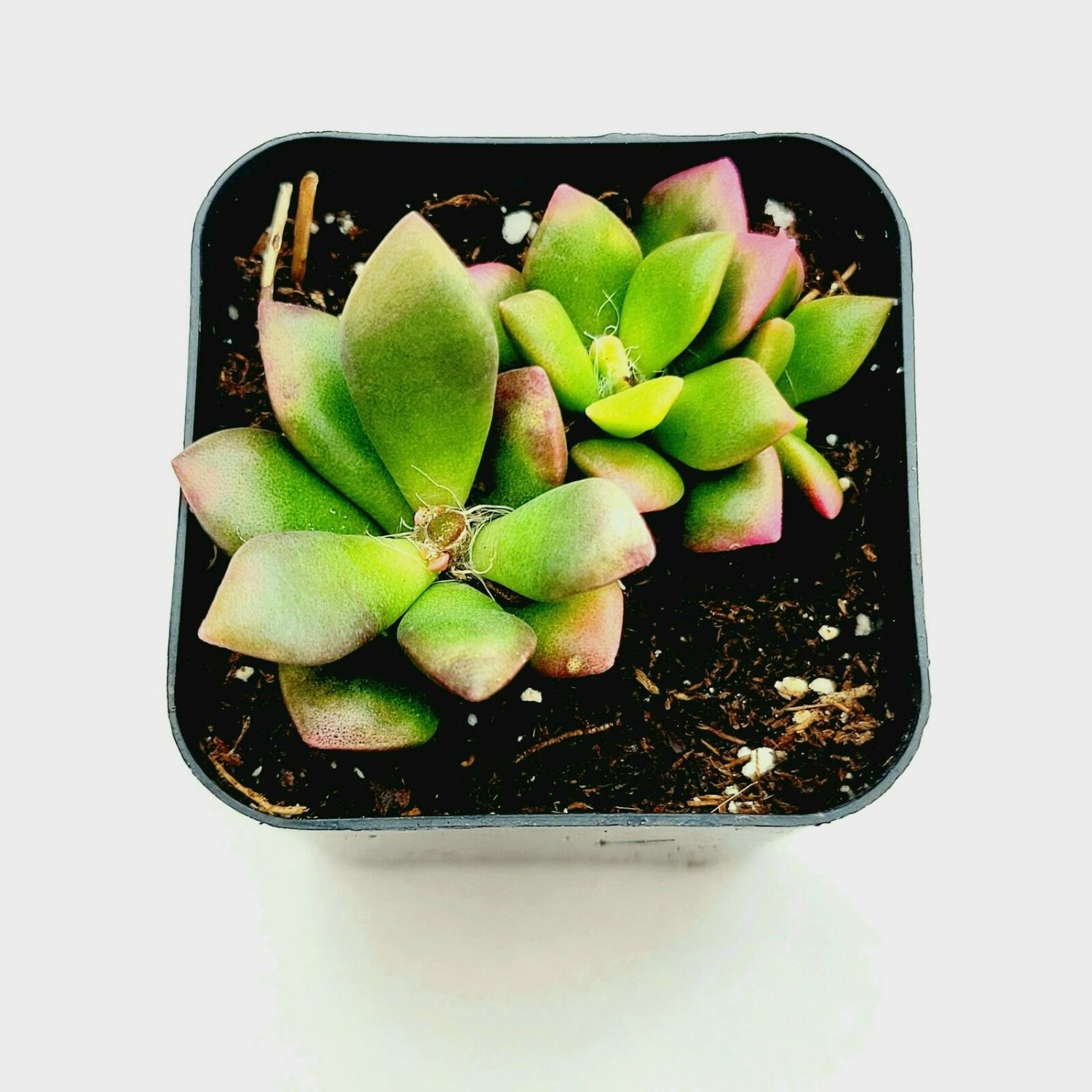 1 Plant Anacampseros telephiastrum variegata 'Sunrise' Succulent Plant KD004