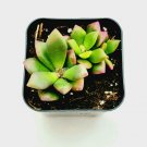 1 Plant Anacampseros telephiastrum variegata 'Sunrise' Succulent Plant KD004
