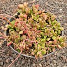 3 Plant Anacampseros telephiastrum variegata 'Sunrise' Succulent Plant KD004
