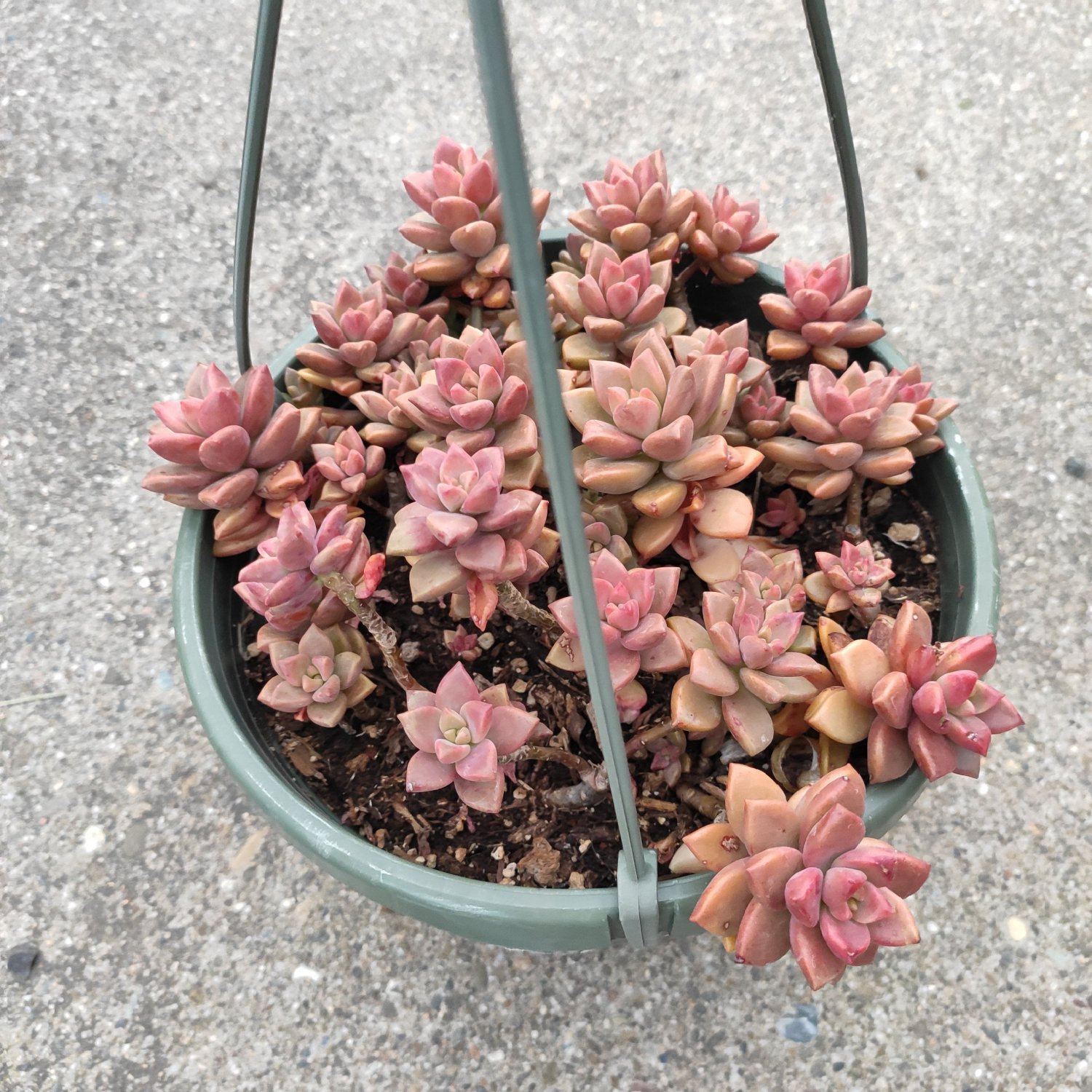 2 Plant Graptosedum 'Alpenglow' Succulent Plant KD004