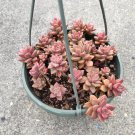 2 Plant Graptosedum 'Alpenglow' Succulent Plant KD004