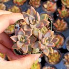 3 Plant Graptosedum 'Alpenglow' Succulent Plant KD004