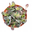 1 Plant Adromischus trigynus 'Calico Hearts' Succulent Plant KD004
