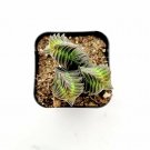 3pcs Red Pagoda Succulent Plant Crassula capitella subsp. thyrsiflora