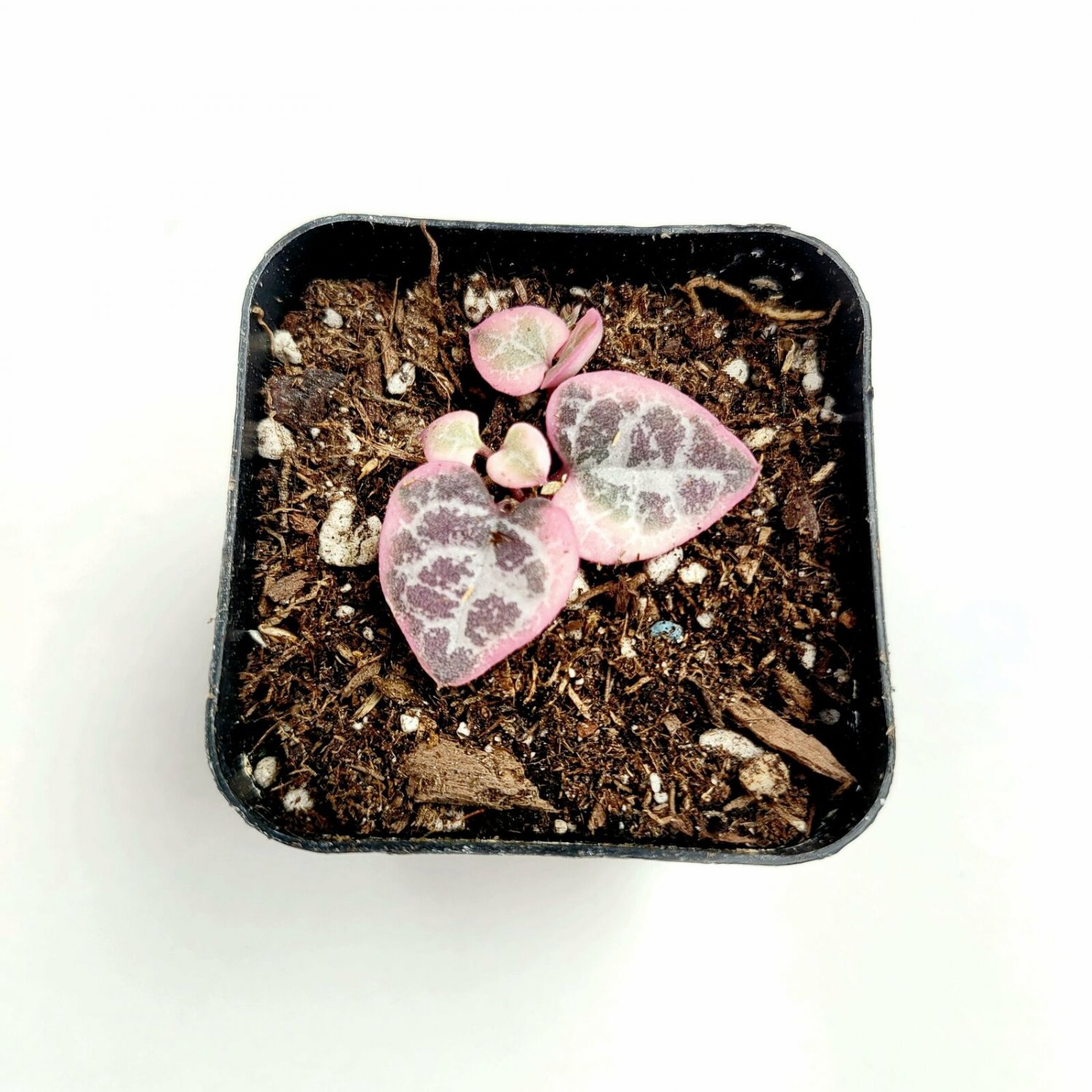 1pcs Ceropegia woodii Variegated String of Hearts Succulent Plant KD004