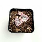 1pcs Ceropegia woodii Variegated String of Hearts Succulent Plant KD004