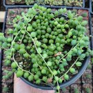 2pcs String of Pearls Senecio rowleyanus Succulent Plant KD004